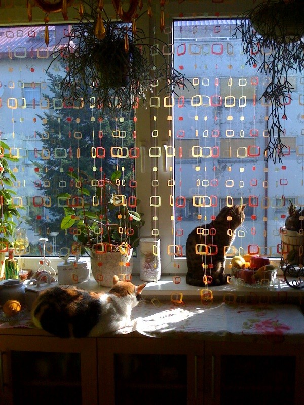 Gricko i  Kittty.jpg